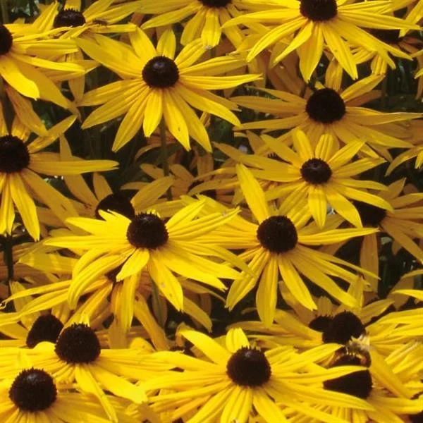 Rudbeckia Goldstrum (Black Eyed Susan)