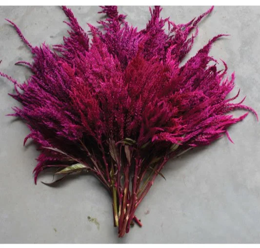 Sangria Mix Celosia (Floret)