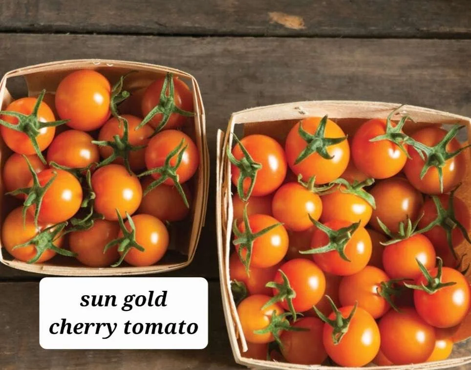 Sun Gold Cherry Tomato Plant