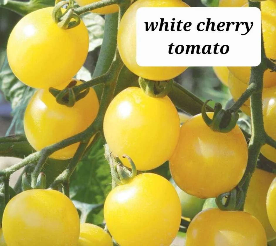 White Cherry Tomato Plant