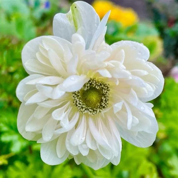 Anemone Fullstar Albino Corms – Premium Cut Flower Corms