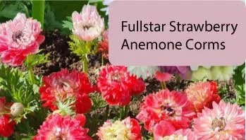 fullstar-strawberry.jpg