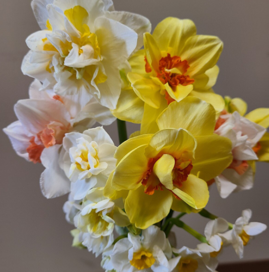 mixed daffodil bulbs.png