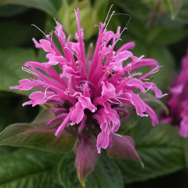 Bee Balm Bee Mine Pink