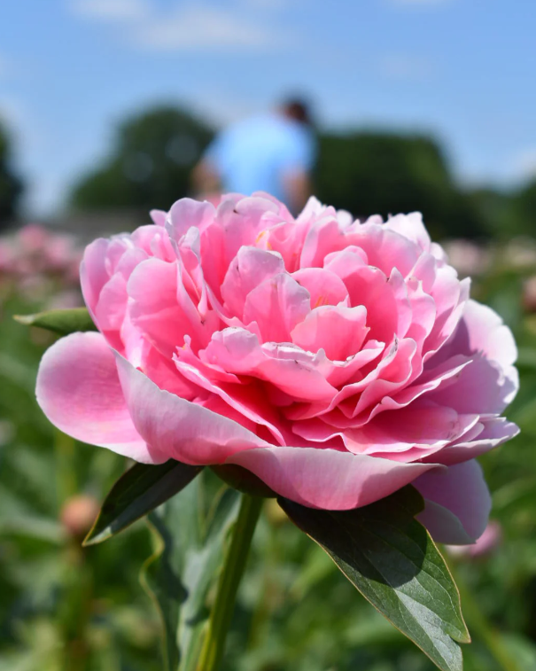 Sarah Bernhardt peony 1.png
