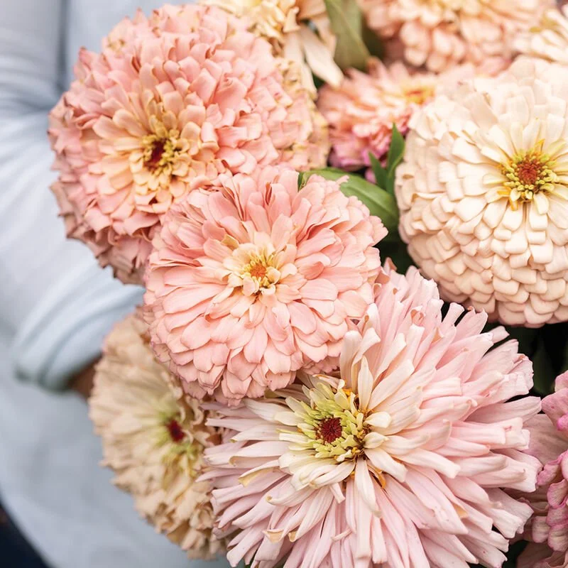 ballerina zinnia.jpg