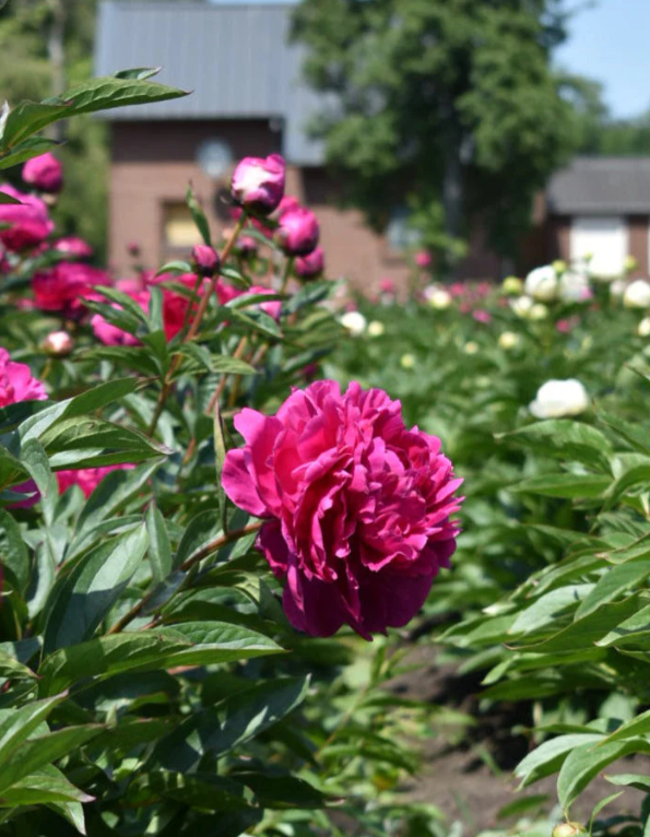Red Sarah Bernhardt peony 1.png