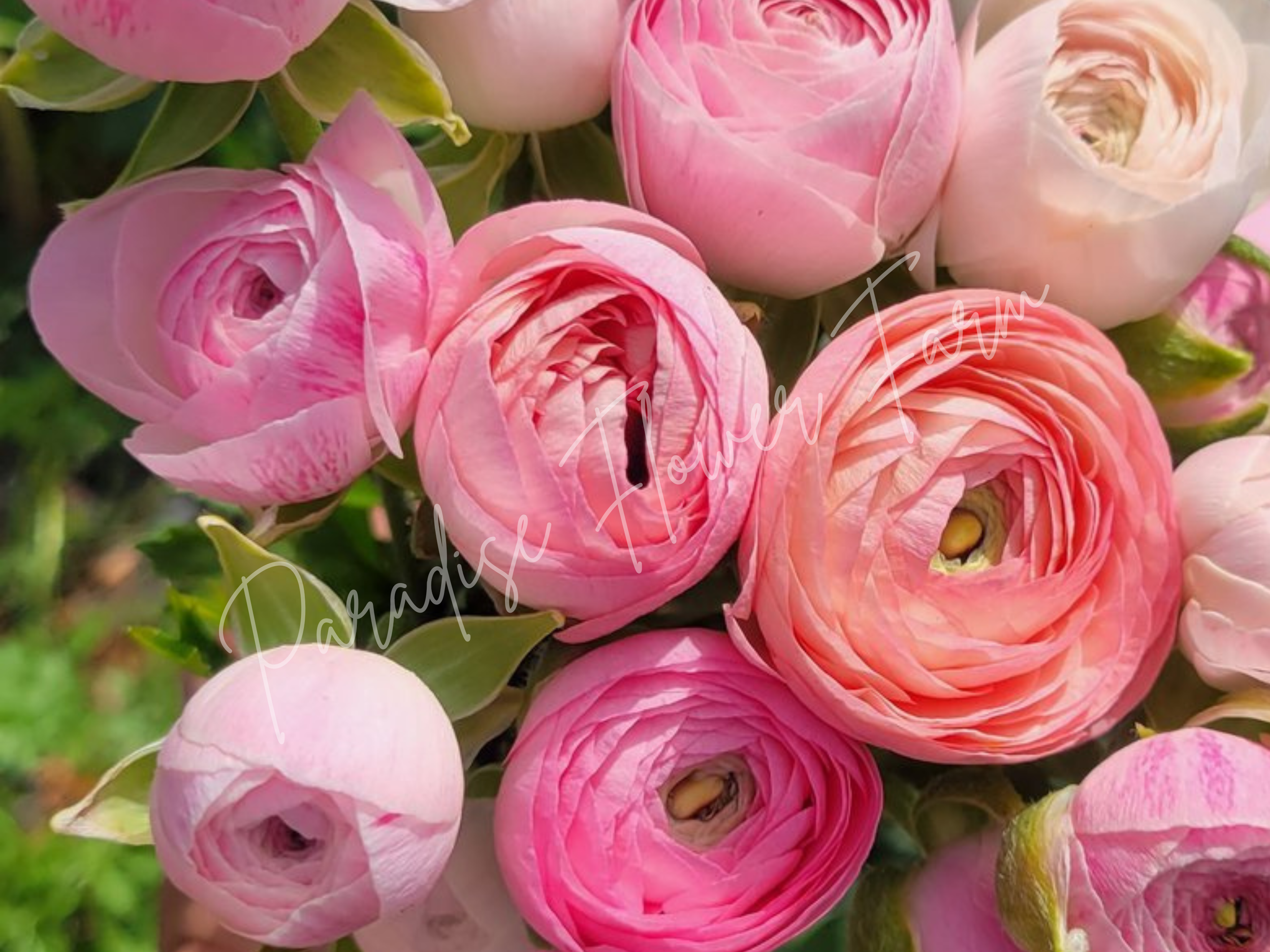 pastel pink mix ranunculus corms (2).png