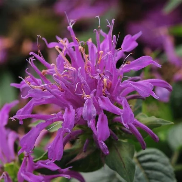 Bee balm balmy lilac.jpeg