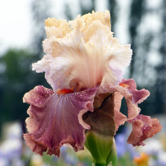Bearded Iris - Champagne and Strawberries