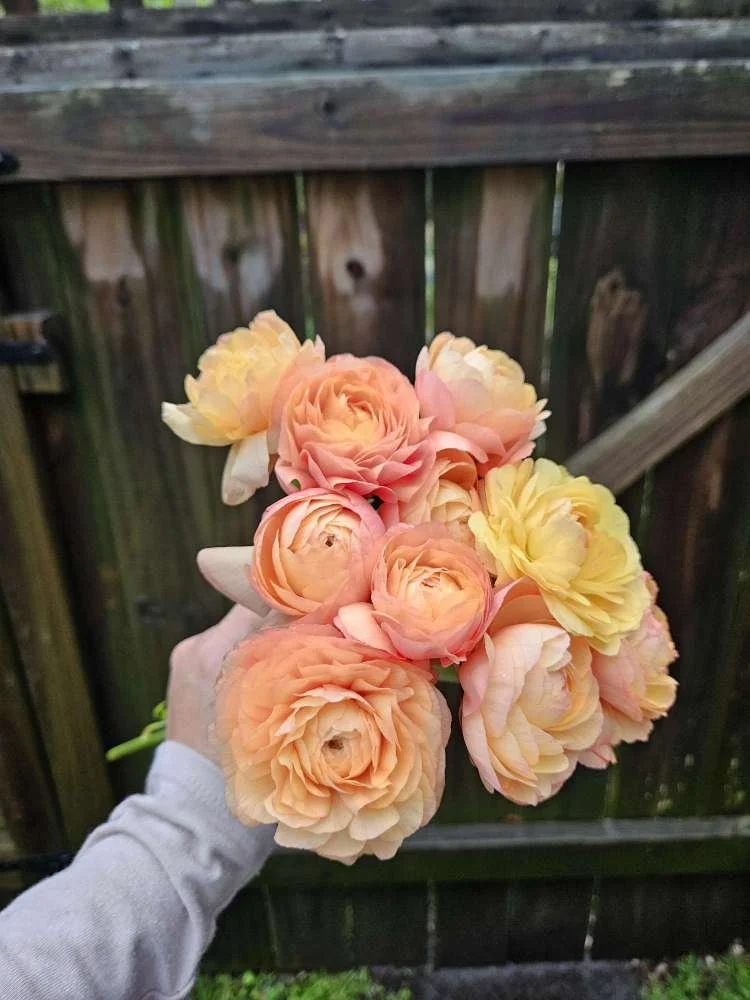 Amandine Salmon Ranunculus.jpg