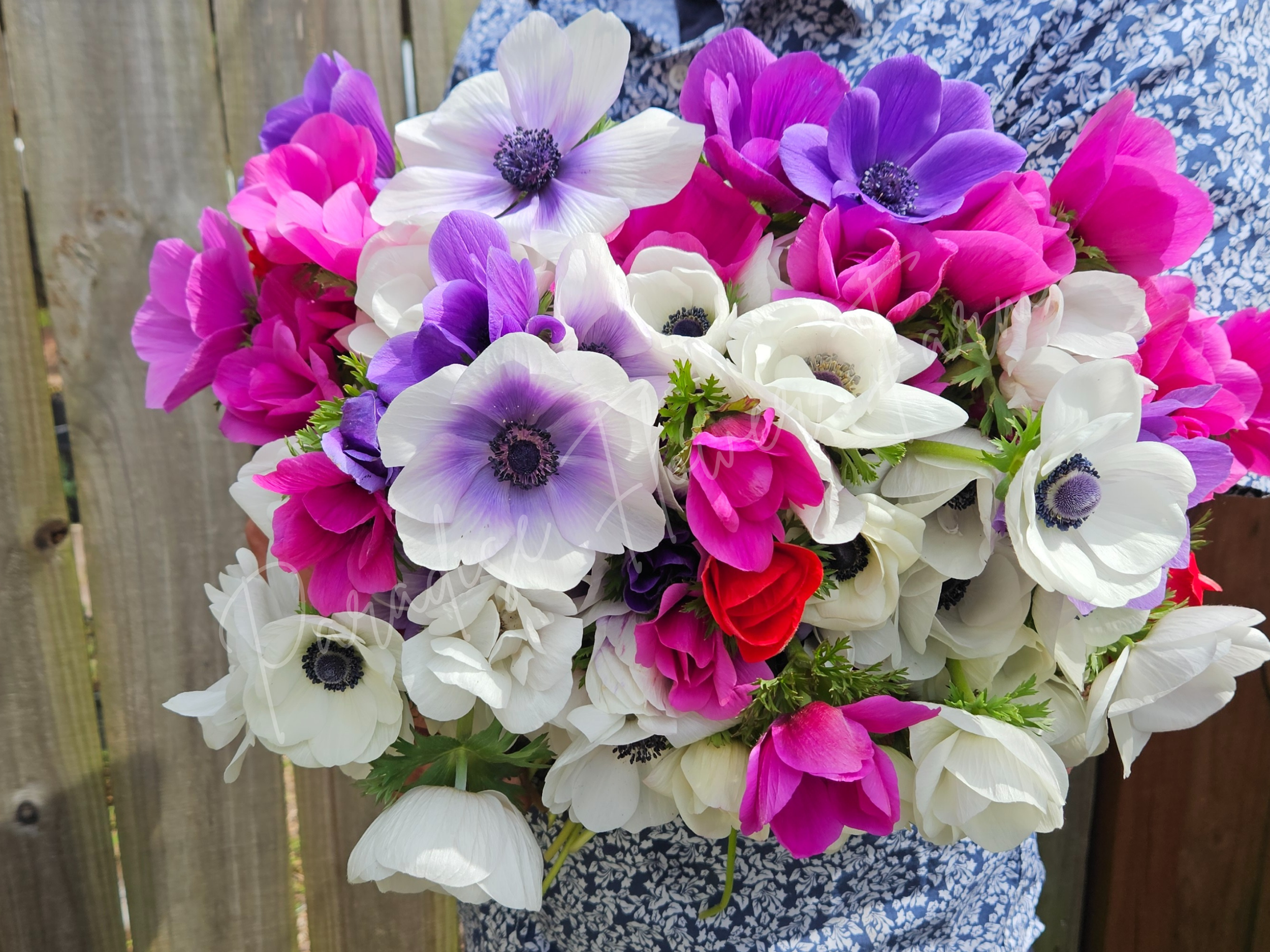 colorful anemone flowers for Wilmington florists