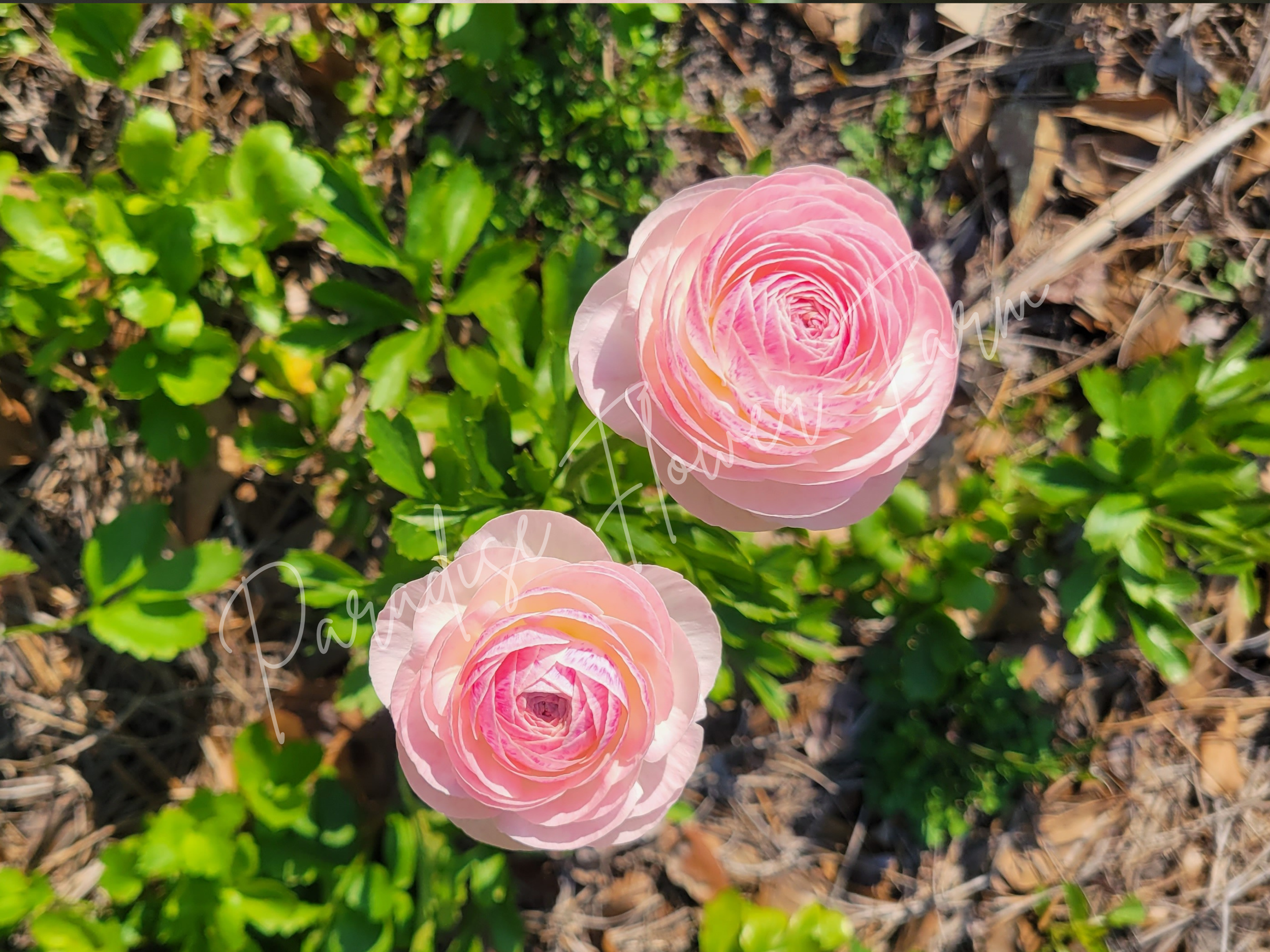 pastel pink mix ranunculus corms (3).png
