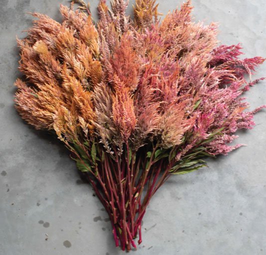 Rose Gold Celosia (Floret)