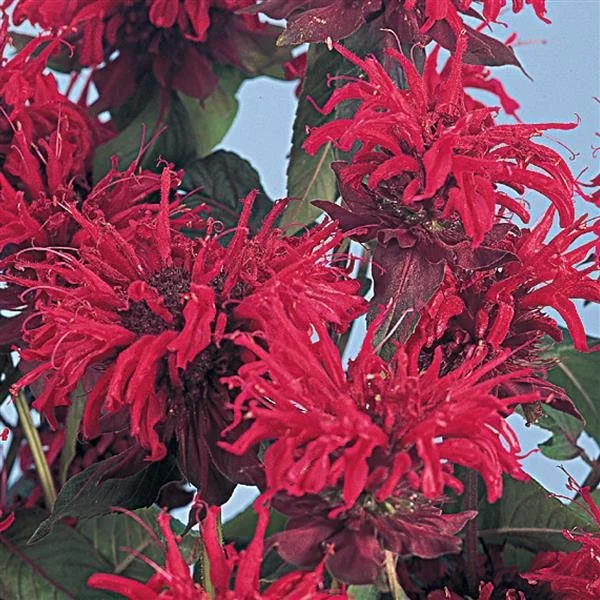 Bee Balm Panorama Red
