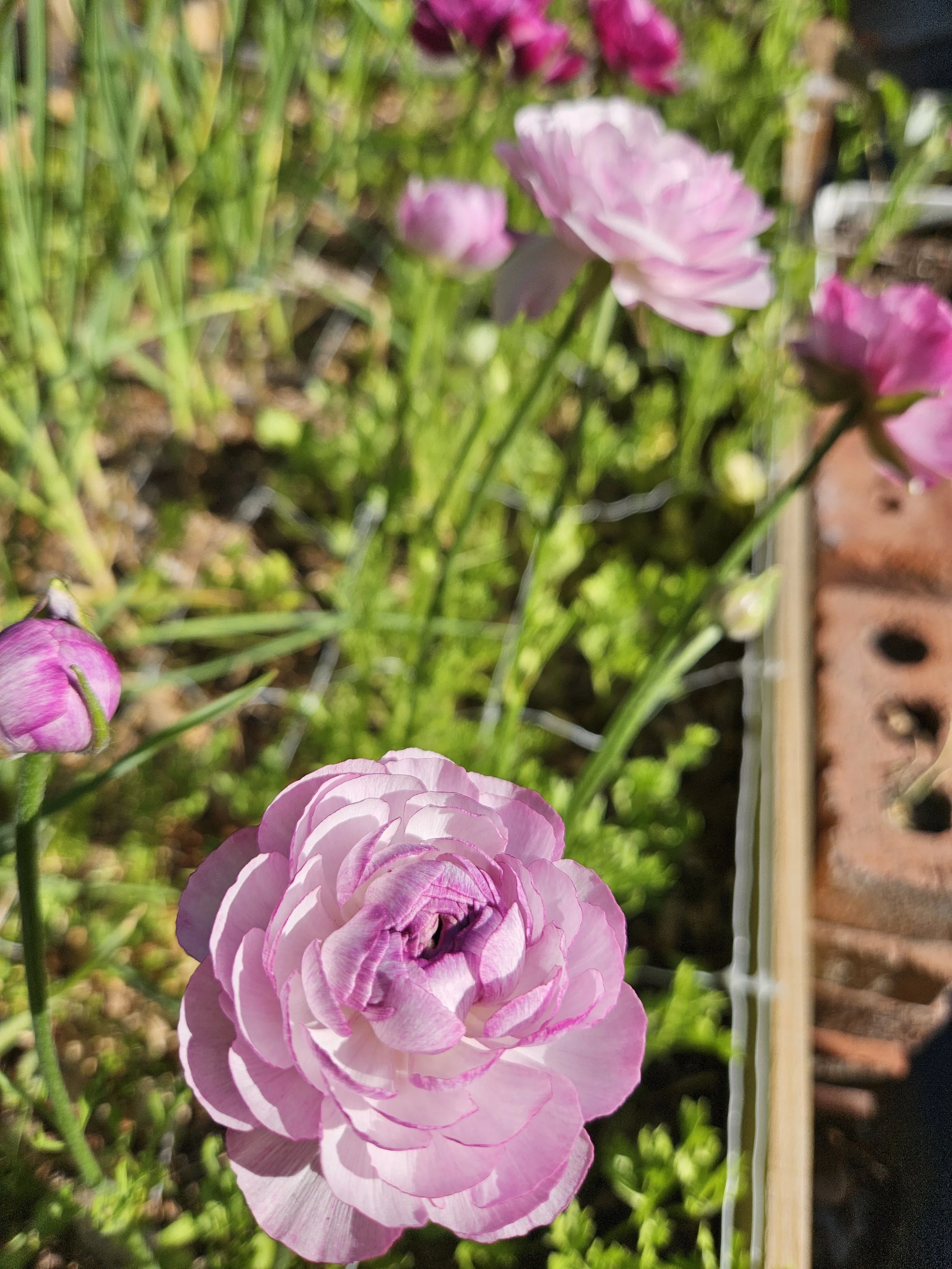 Amandine Purple Jean Ranunculus Corms – XL 5/6+ Premium Cut Flower Corms
