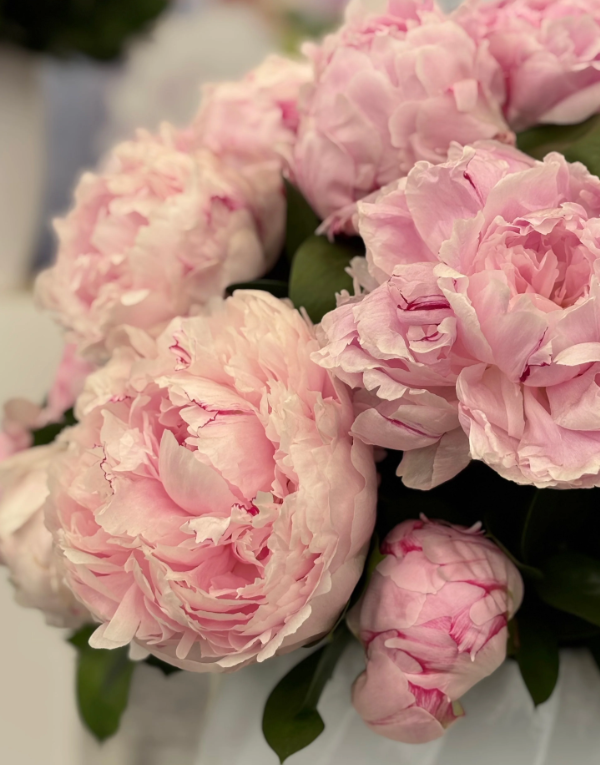 Sarah Bernhardt peony 3.png