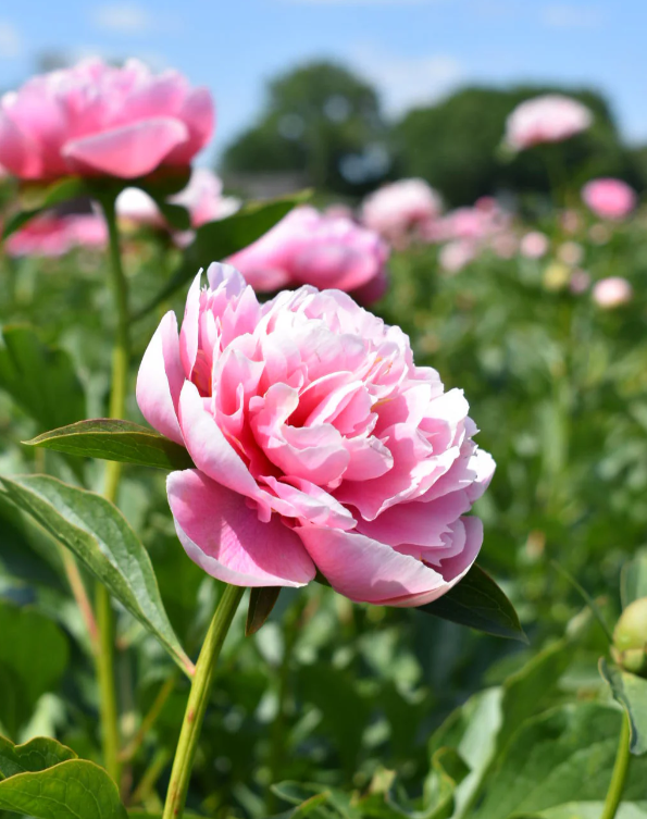 Sarah Bernhardt peony 2.png