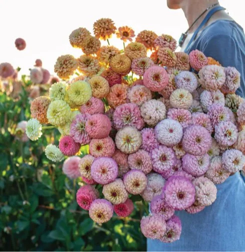 Floret's Victorian Wedding Zinnia