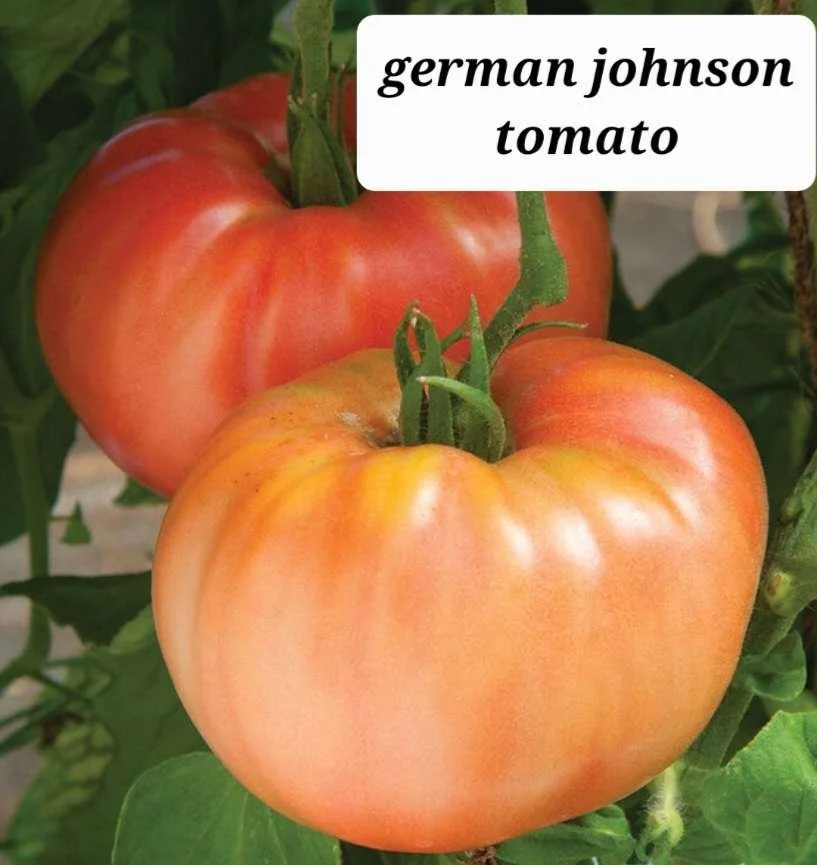 German Johnson Tomato Plant
