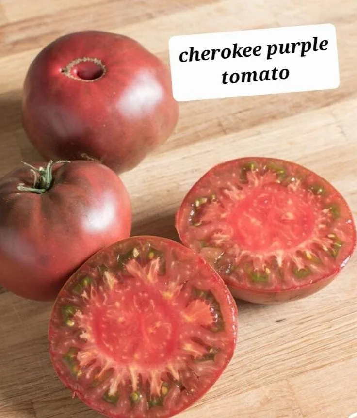 Cherokee Purple Tomato Plant