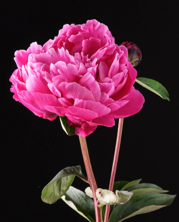 Red Sarah Bernhardt peony 2.png