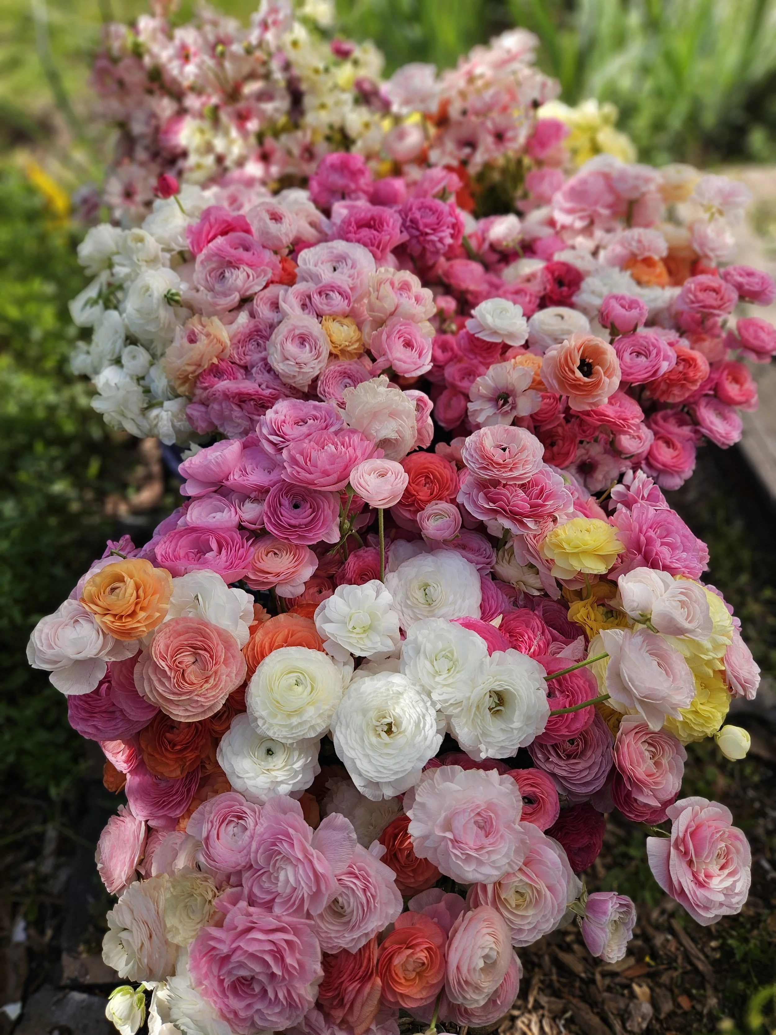 A large cluster of pink and white ranunculus flowers growing in a garden bed.