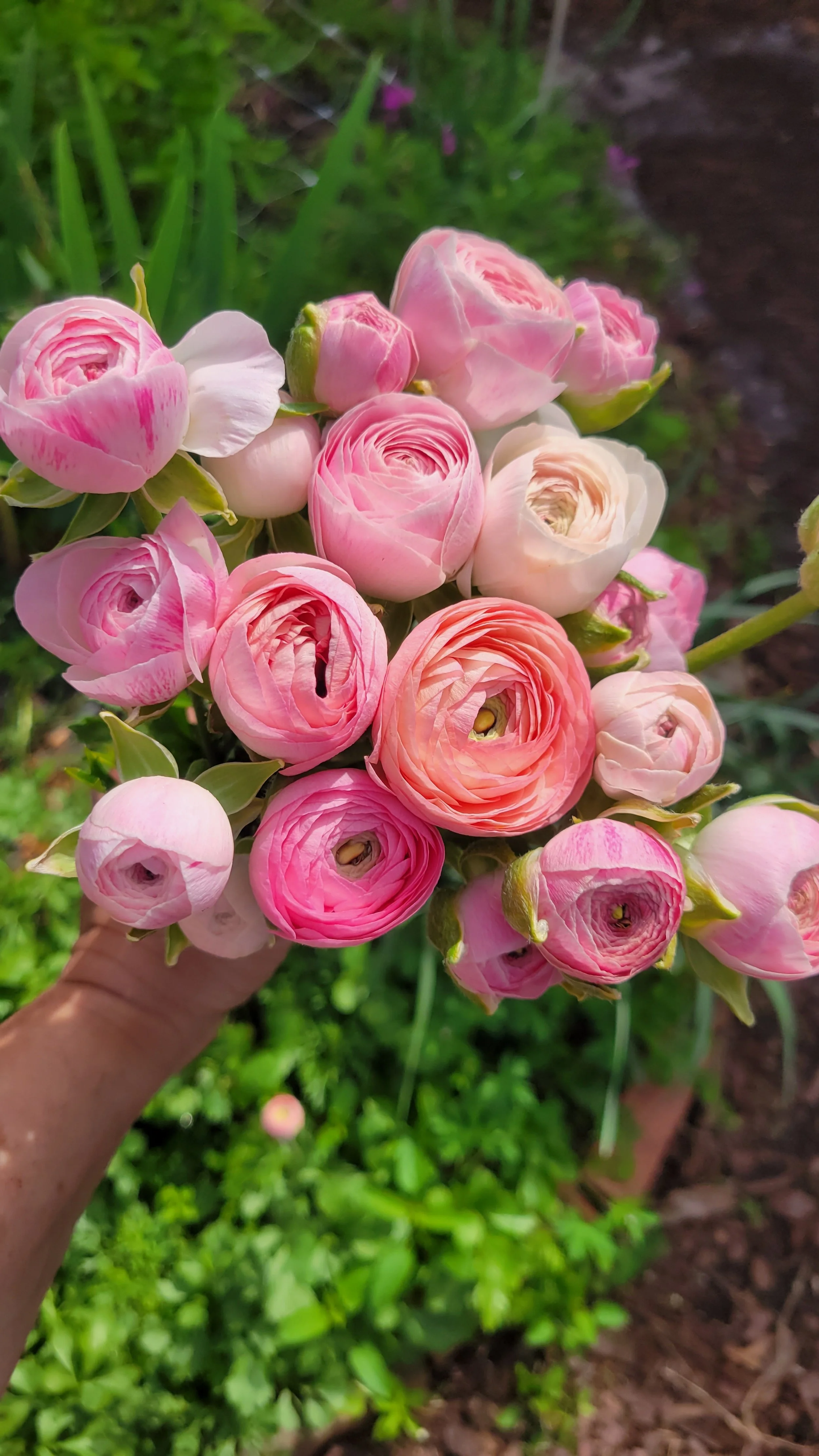 pastal ranunculus.jpg