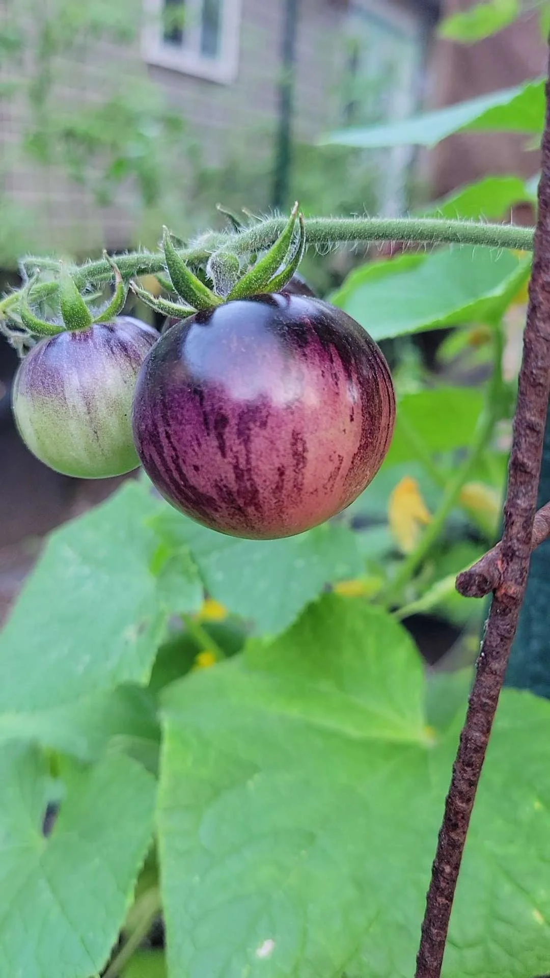 Black Strawberry Tomato Plant