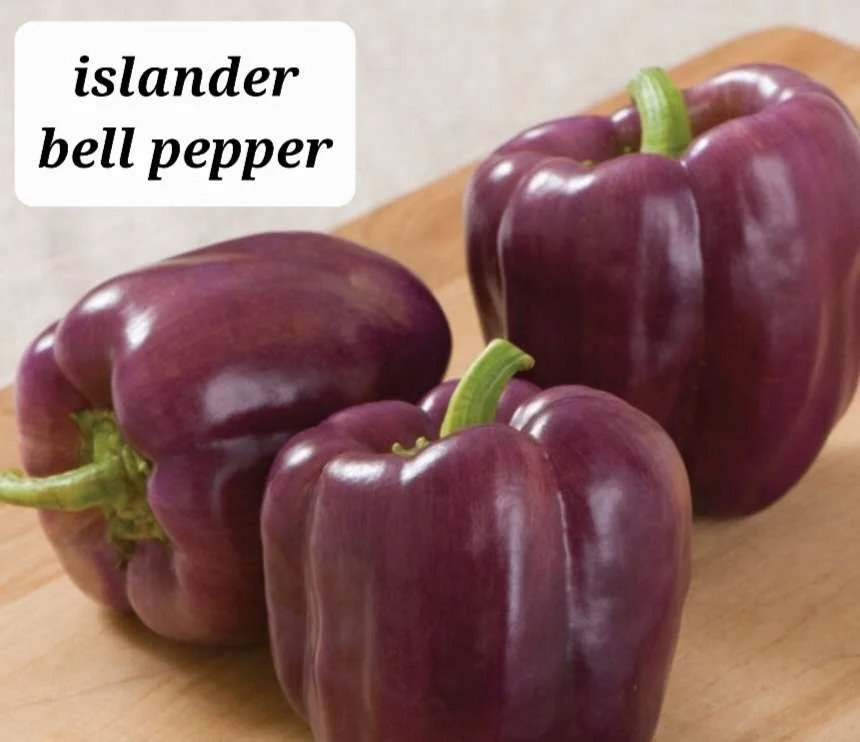 Islander Bell Pepper Plant