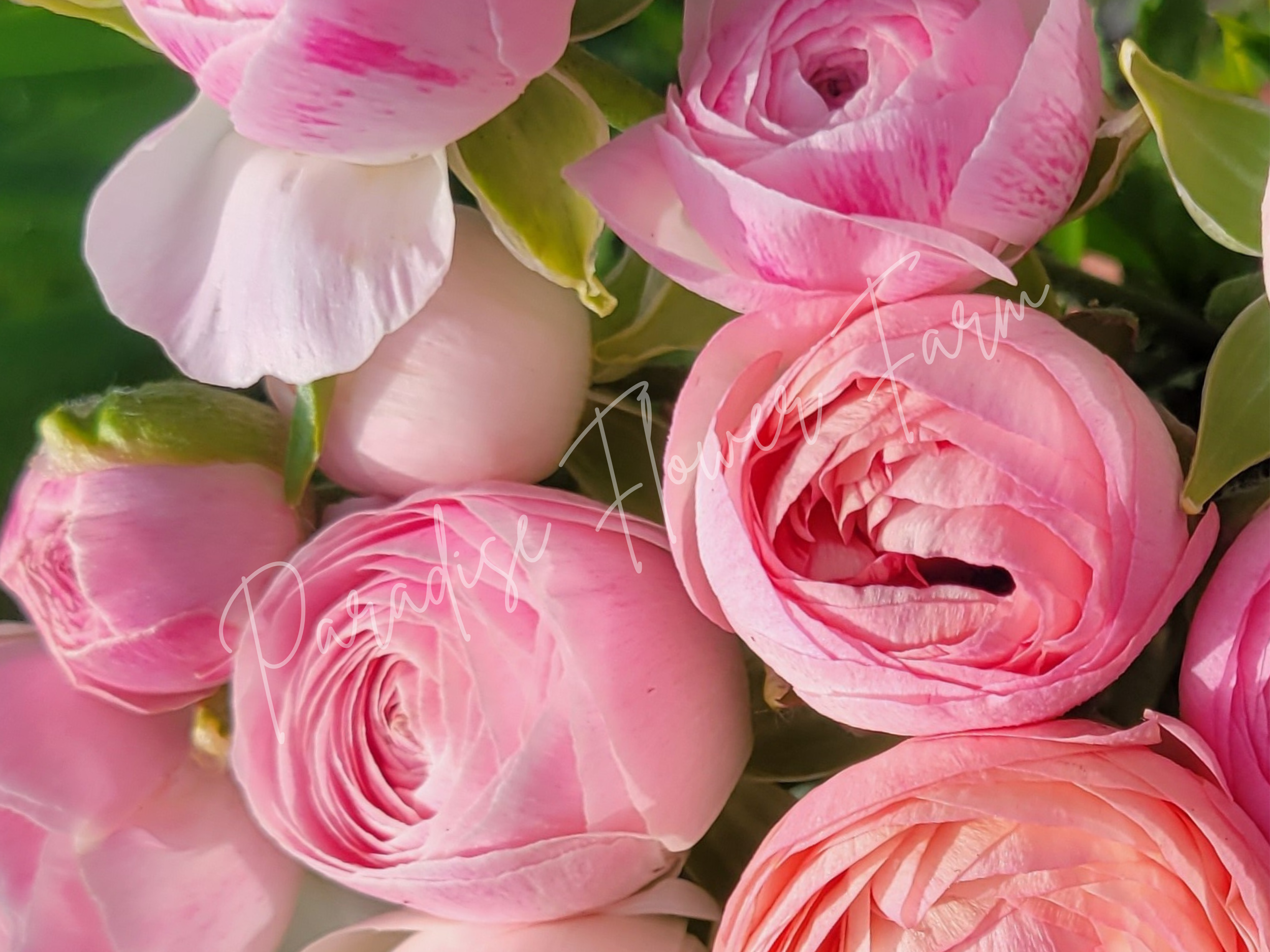 Amandine Pastel Mix Ranunculus Corms – XL 5/6+ Premium Cut Flower Corms (Copy)