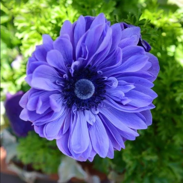 Anemone Fullstar Blue Corms – Premium Cut Flower Corms