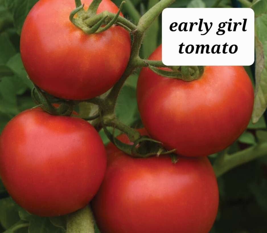 Early Girl Tomato Plant