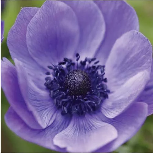 anemone-carmel-blue.jpg
