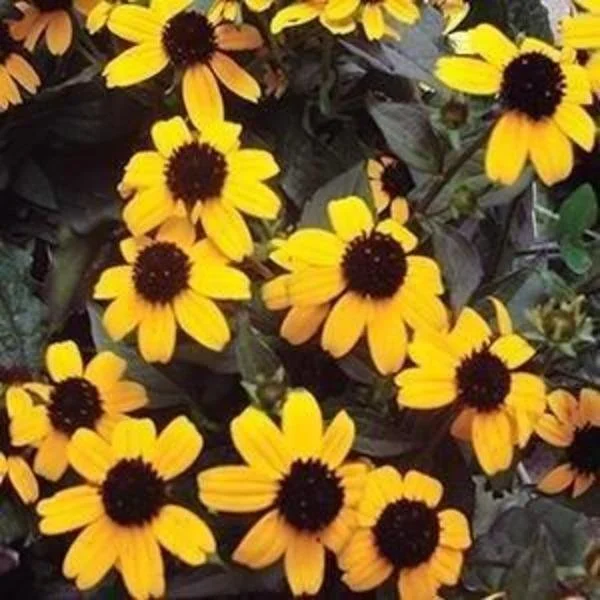 Rudbeckia Triloba