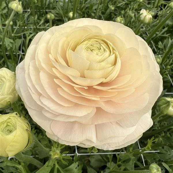 Half Clone Wedding Pastel Ranunculus Corms – XL 5/6+ Premium Cut Flower Corms