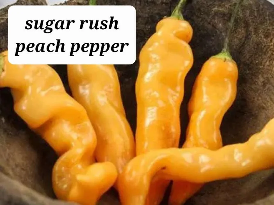 Sugar Rush Peach Pepper Plant