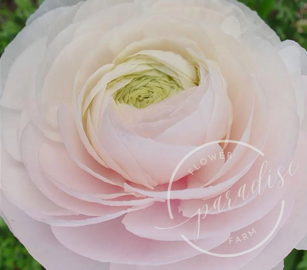 ranunculus-amandine-chamallow.jpg
