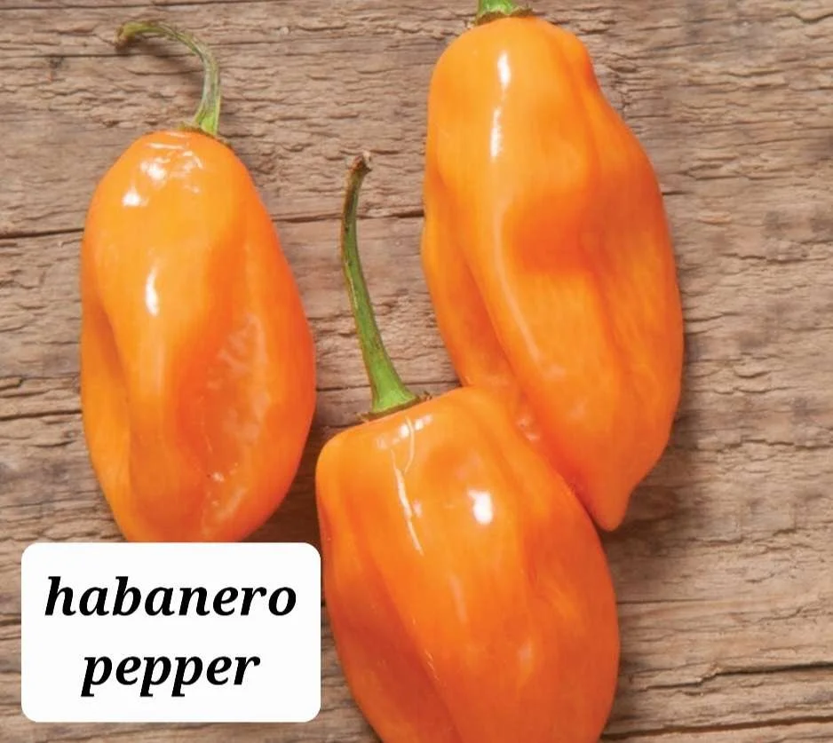 Habanero Pepper Plant