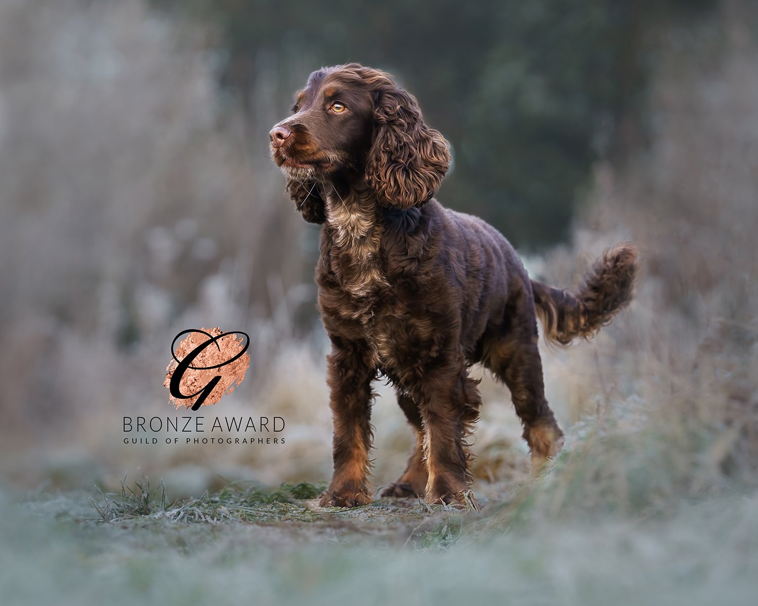 Archie Standing 2.jpg