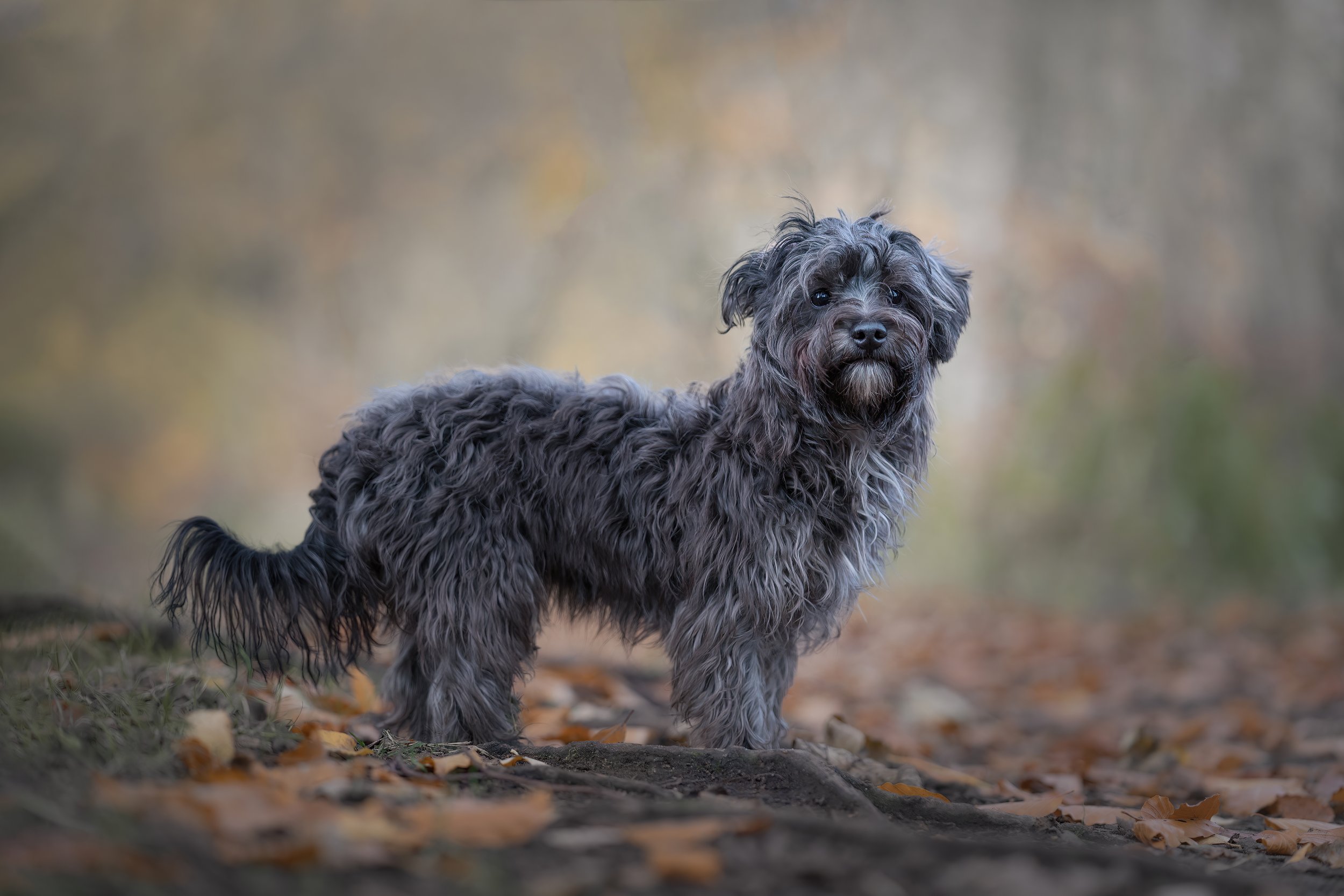 Coco 5_large format Background.jpg