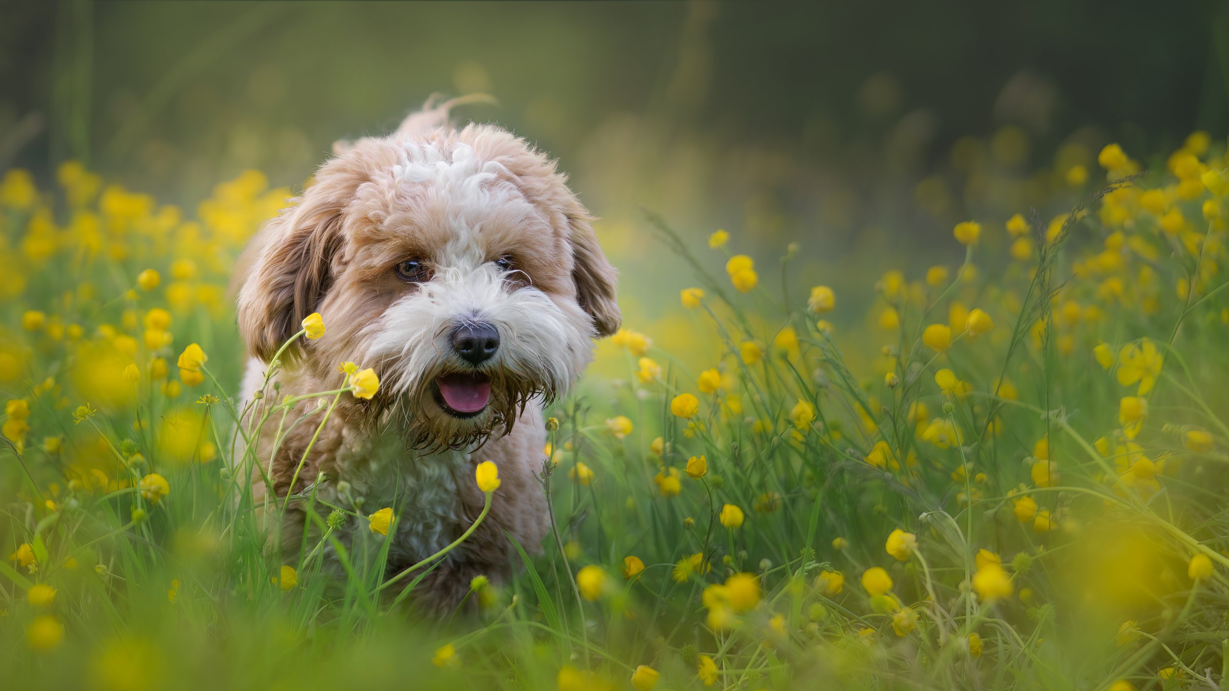 Nala in the Buttercups.jpg