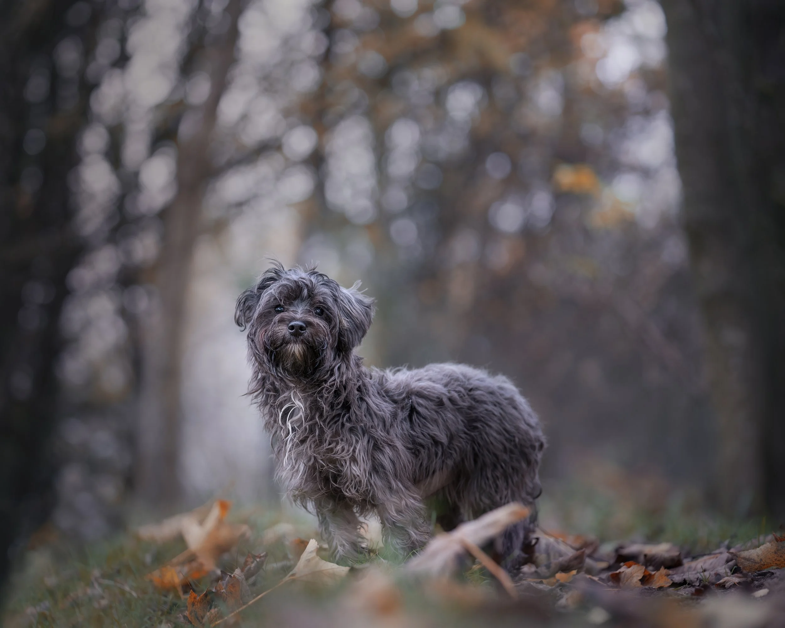 Coco For Website.jpg