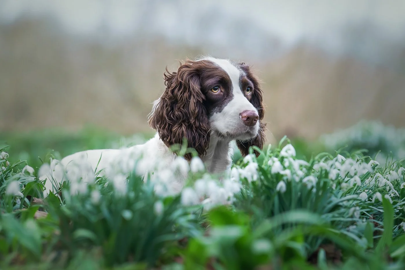 28 - Among the snowdrops.jpg