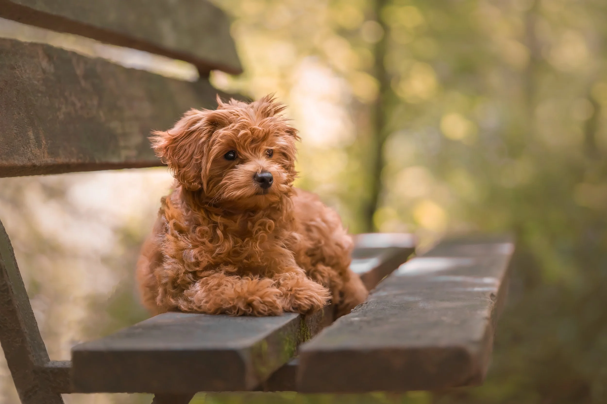 Chester Bench Final .jpg