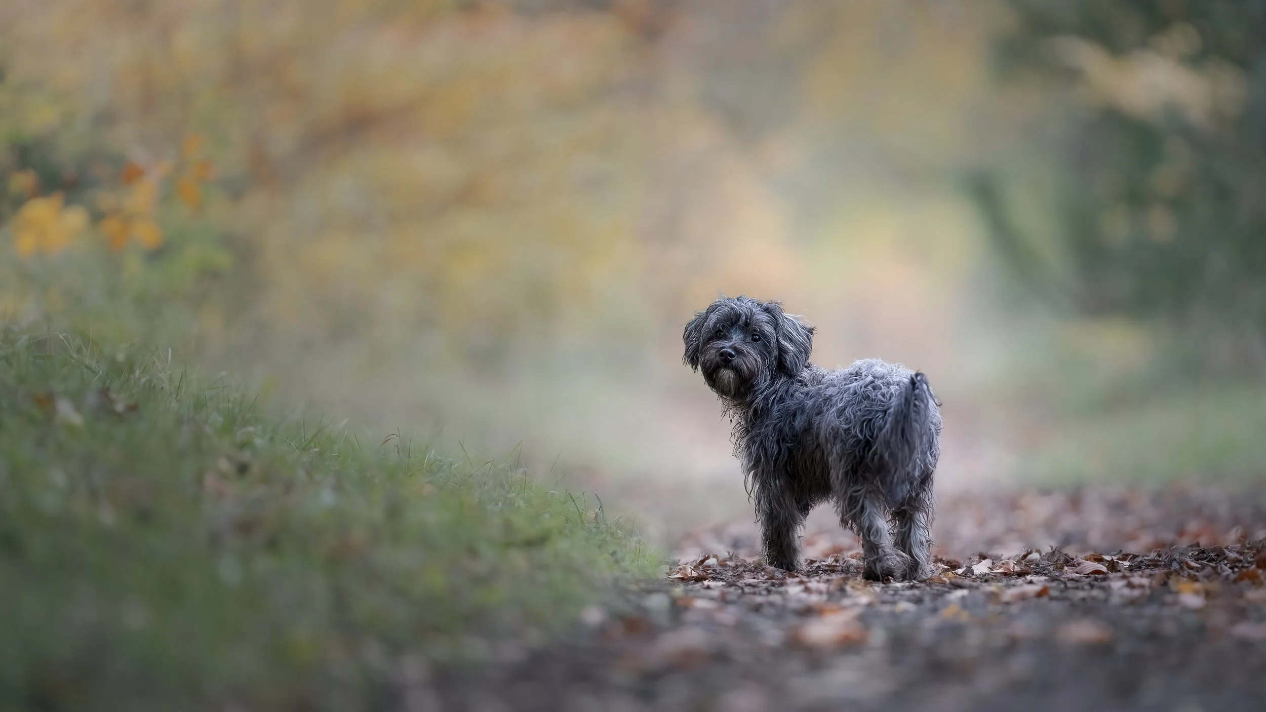 Coco 4a_16x9 Final.jpg