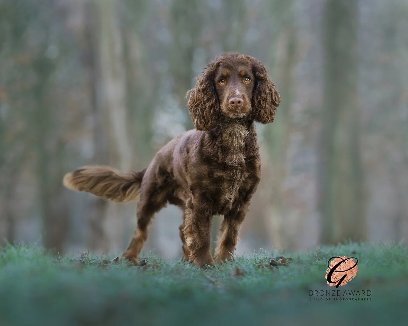 Archie Trees Bronze.jpg