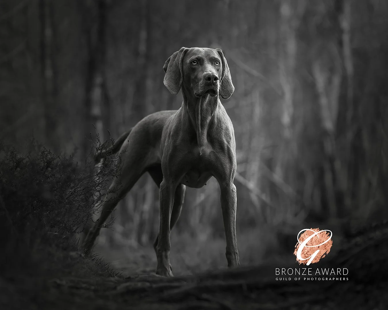 The Silver Shadow Award.jpg