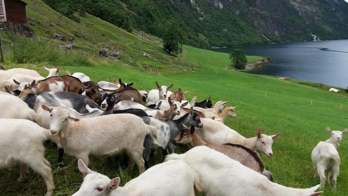 goats on tufto-MagnhildAspevik.jpg