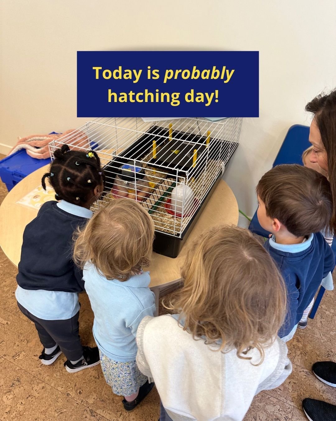 🥚 ⏰ 🐣 🐥

The eggs have arrived and they're due to hatch any time in the next 24 hours so we are watching and waiting! 

We had children running in this morning to see if anything had happened overnight! One egg has a little crack in it so it's imm